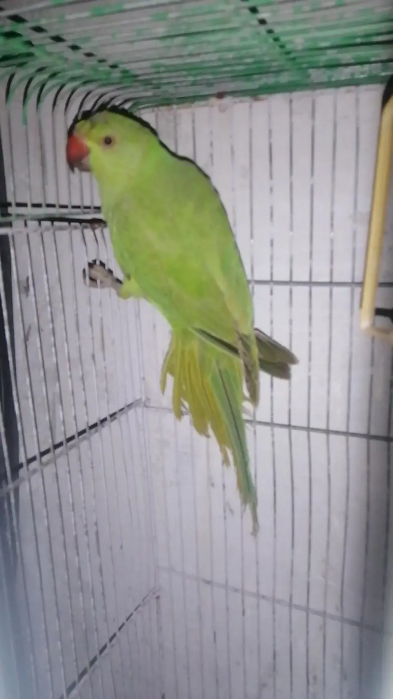 Green parrot 5 month chick for sale — photo 4