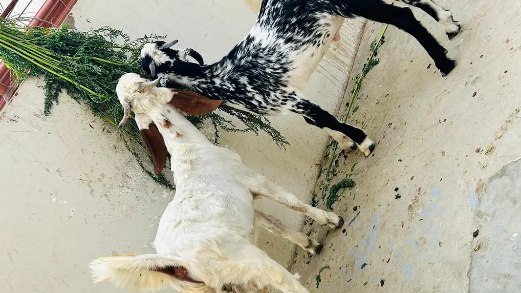 Jori for sale — photo 2