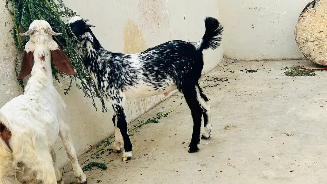 Jori for sale — photo 3