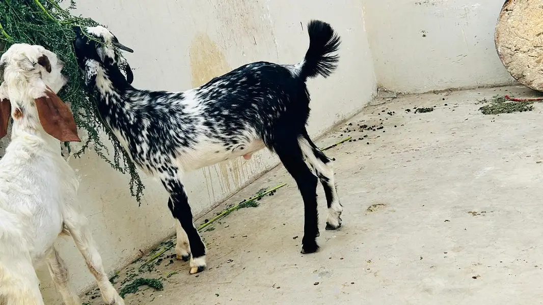 Jori for sale — photo 4