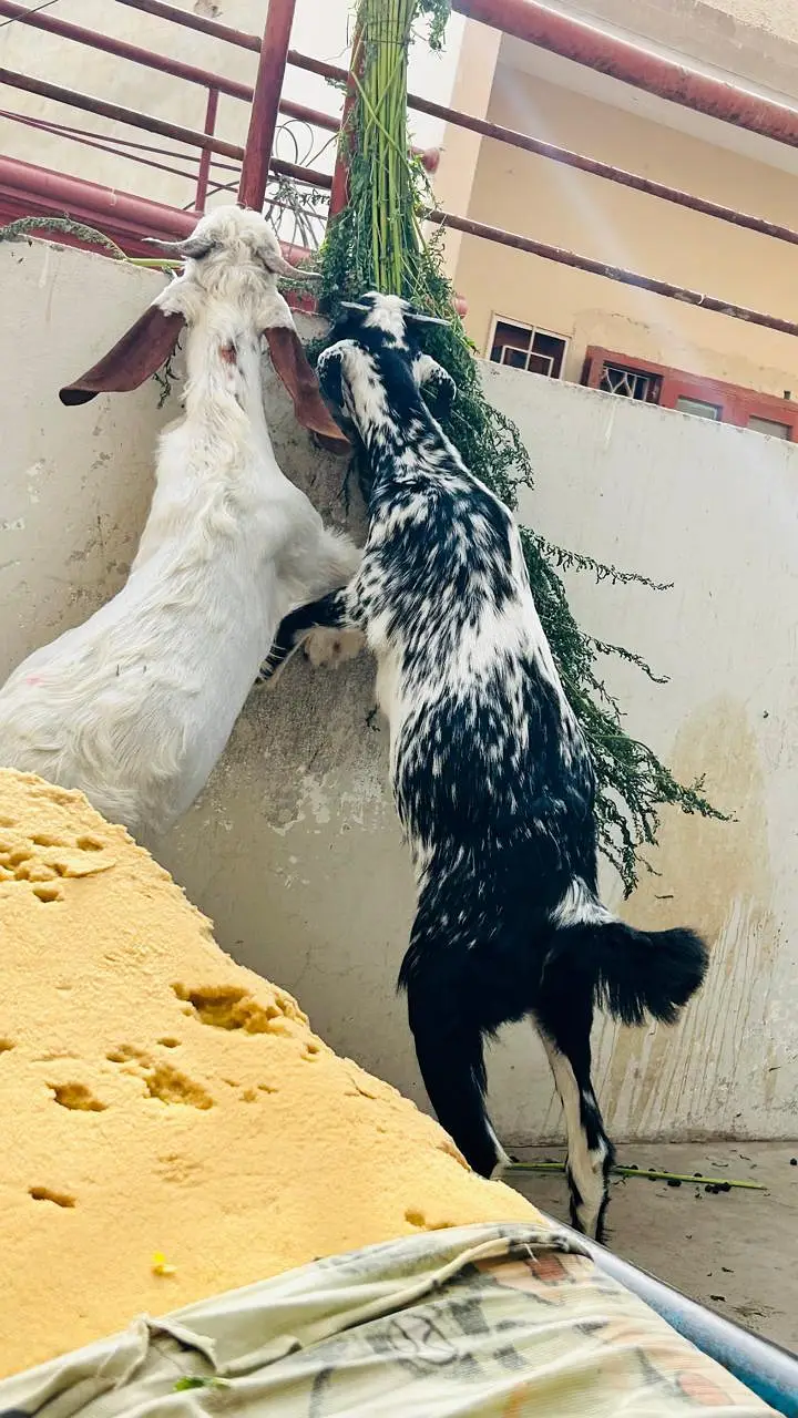 Jori for sale — photo 6