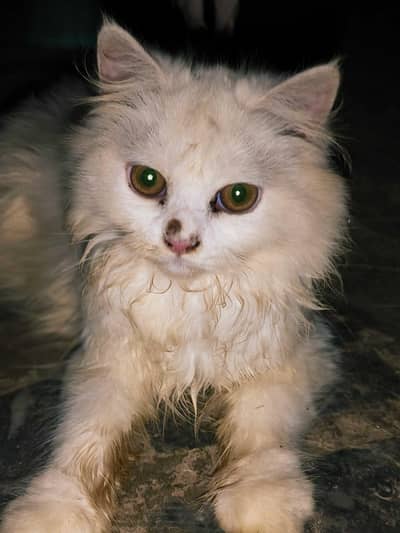 Persian Cat