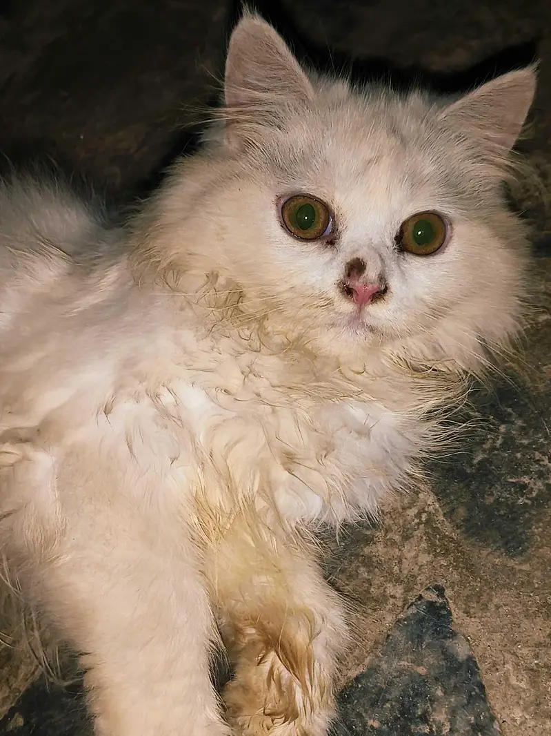 Persian Cat — photo 3