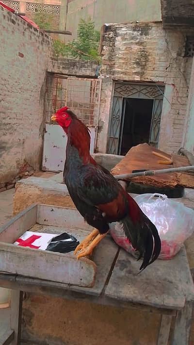 1 murga 1 murgi or 3 chuzee Desi
