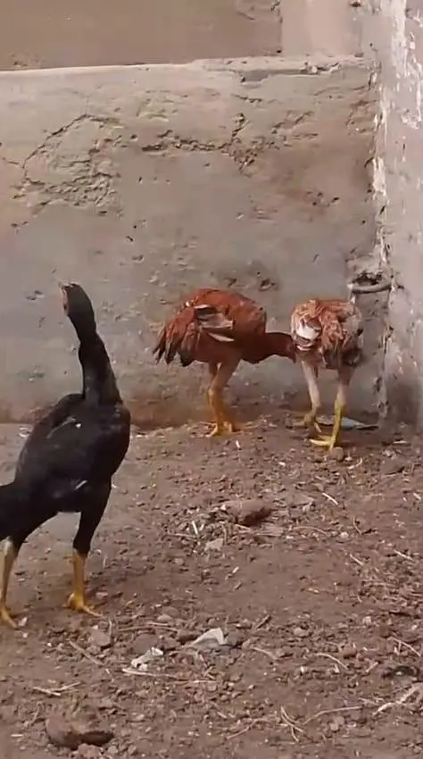 1 murga 1 murgi or 3 chuzee Desi — photo 2