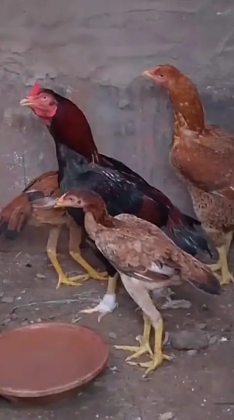 1 murga 1 murgi or 3 chuzee Desi — photo 4