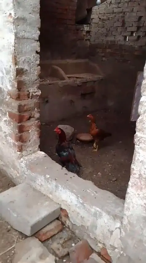 1 murga 1 murgi or 3 chuzee Desi — photo 5