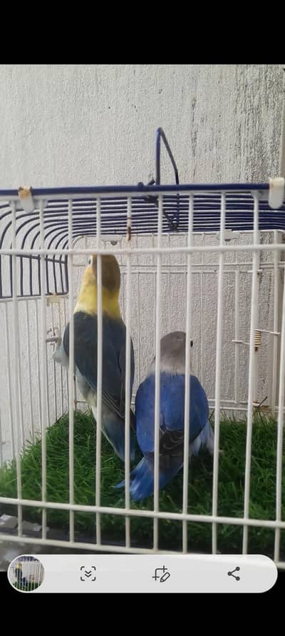 Love Birds & Cockatiel