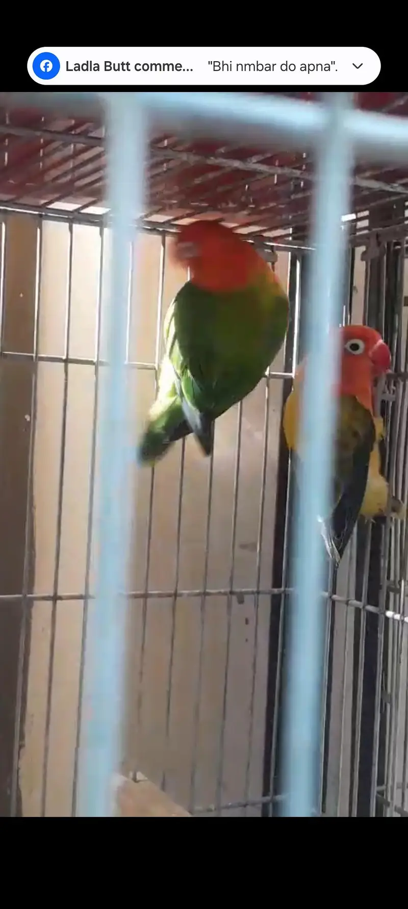 Love Birds & Cockatiel — photo 2