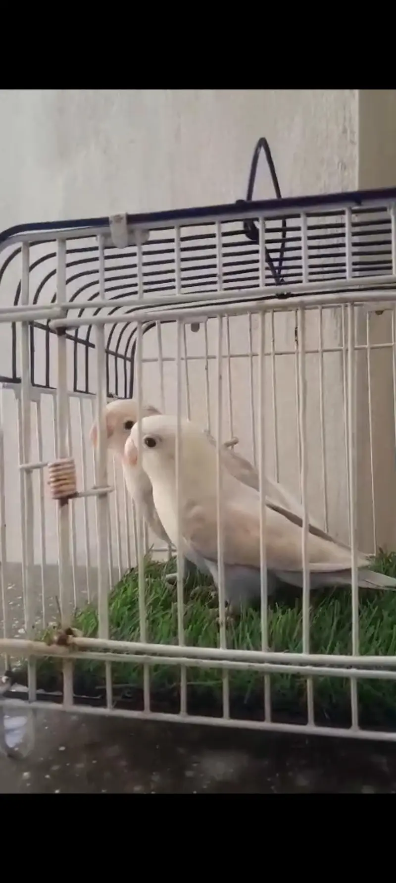 Love Birds & Cockatiel — photo 3