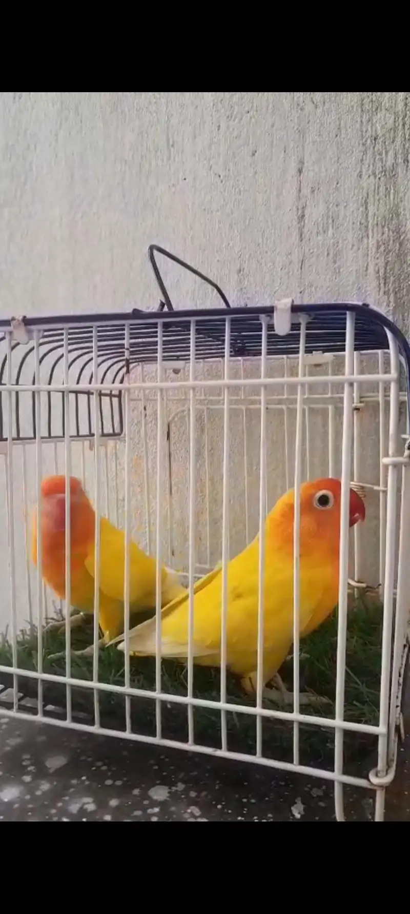 Love Birds & Cockatiel — photo 4