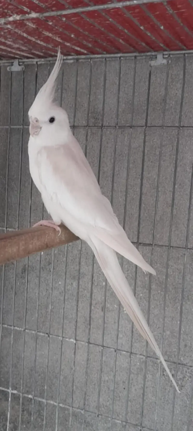 Love Birds & Cockatiel — photo 5