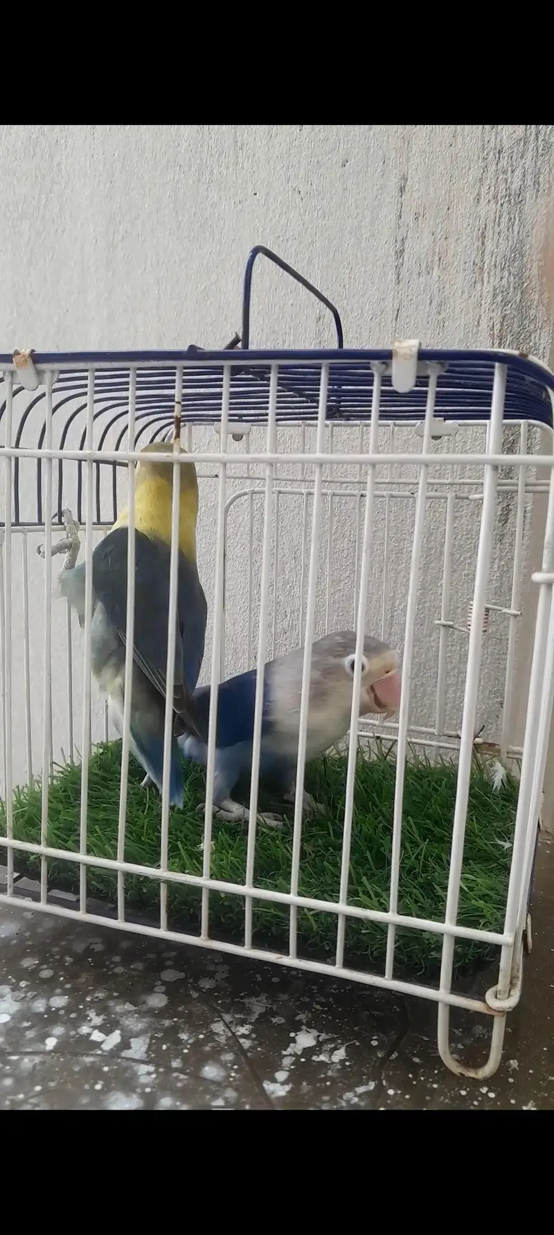 Love Birds & Cockatiel — photo 6