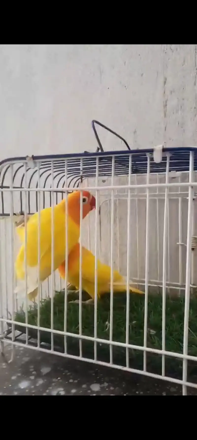 Love Birds & Cockatiel — photo 7