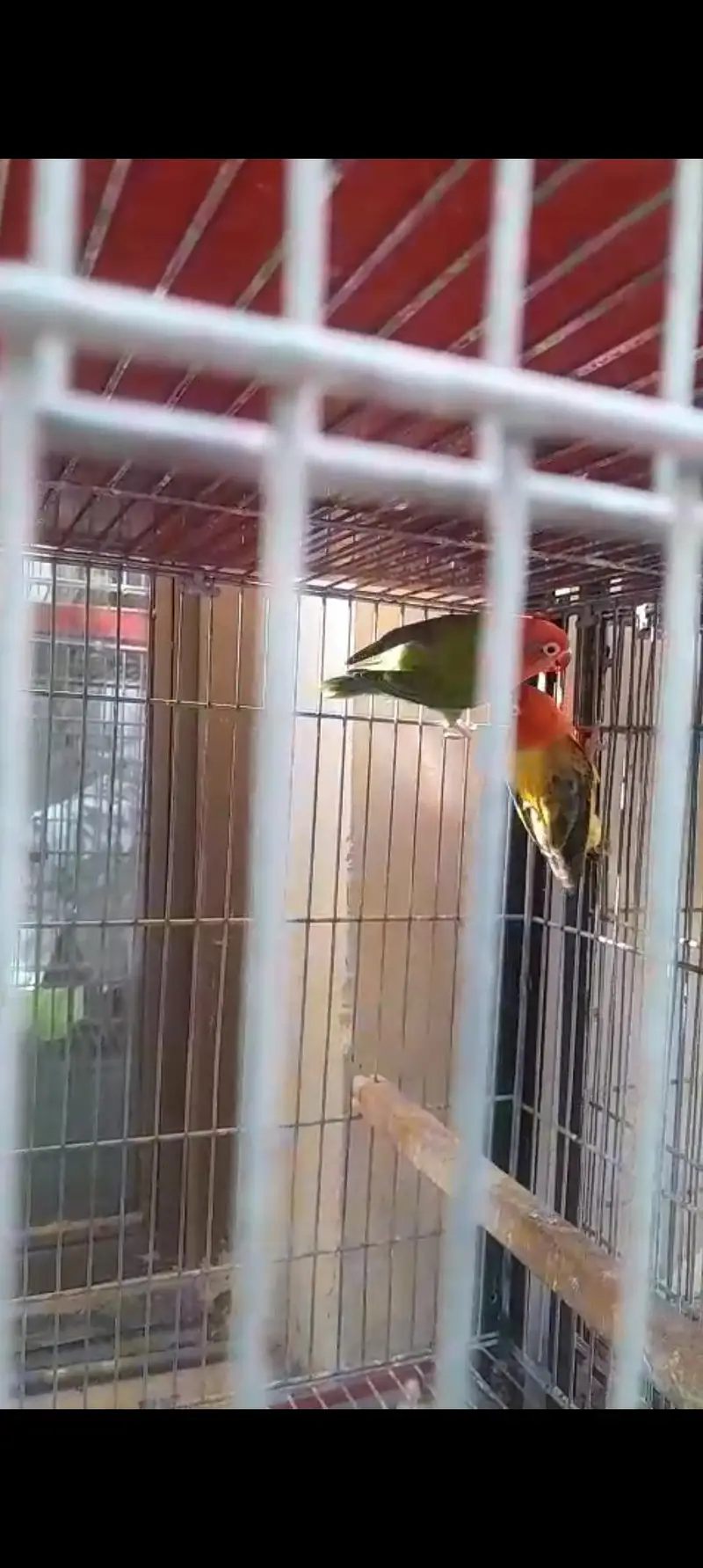 Love Birds & Cockatiel — photo 8