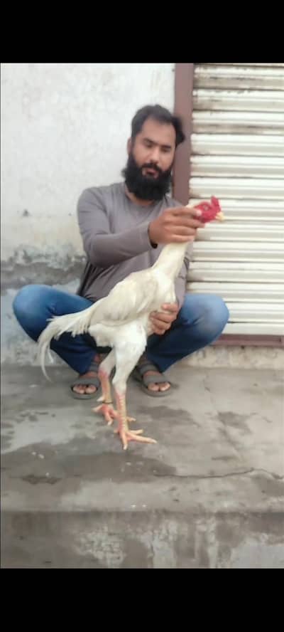 Shamo for sale