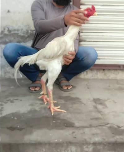 Shamo for sale