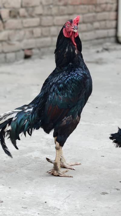 pure miawali home breed. .