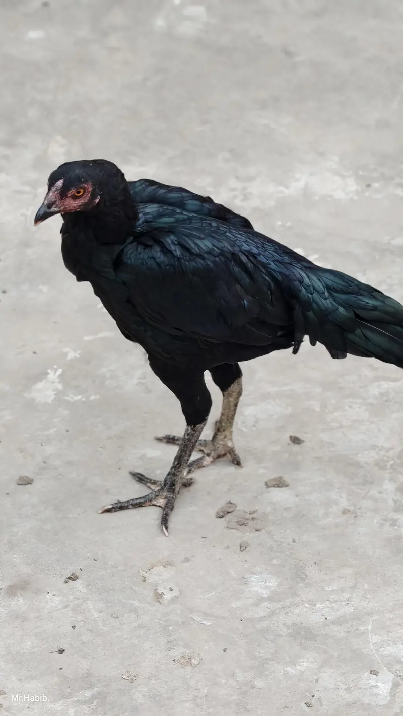pure miawali home breed. . — photo 2