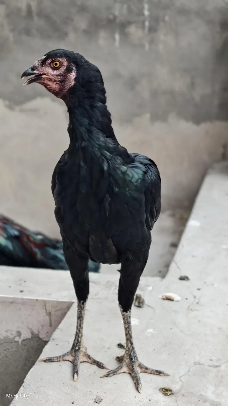 pure miawali home breed. . — photo 7