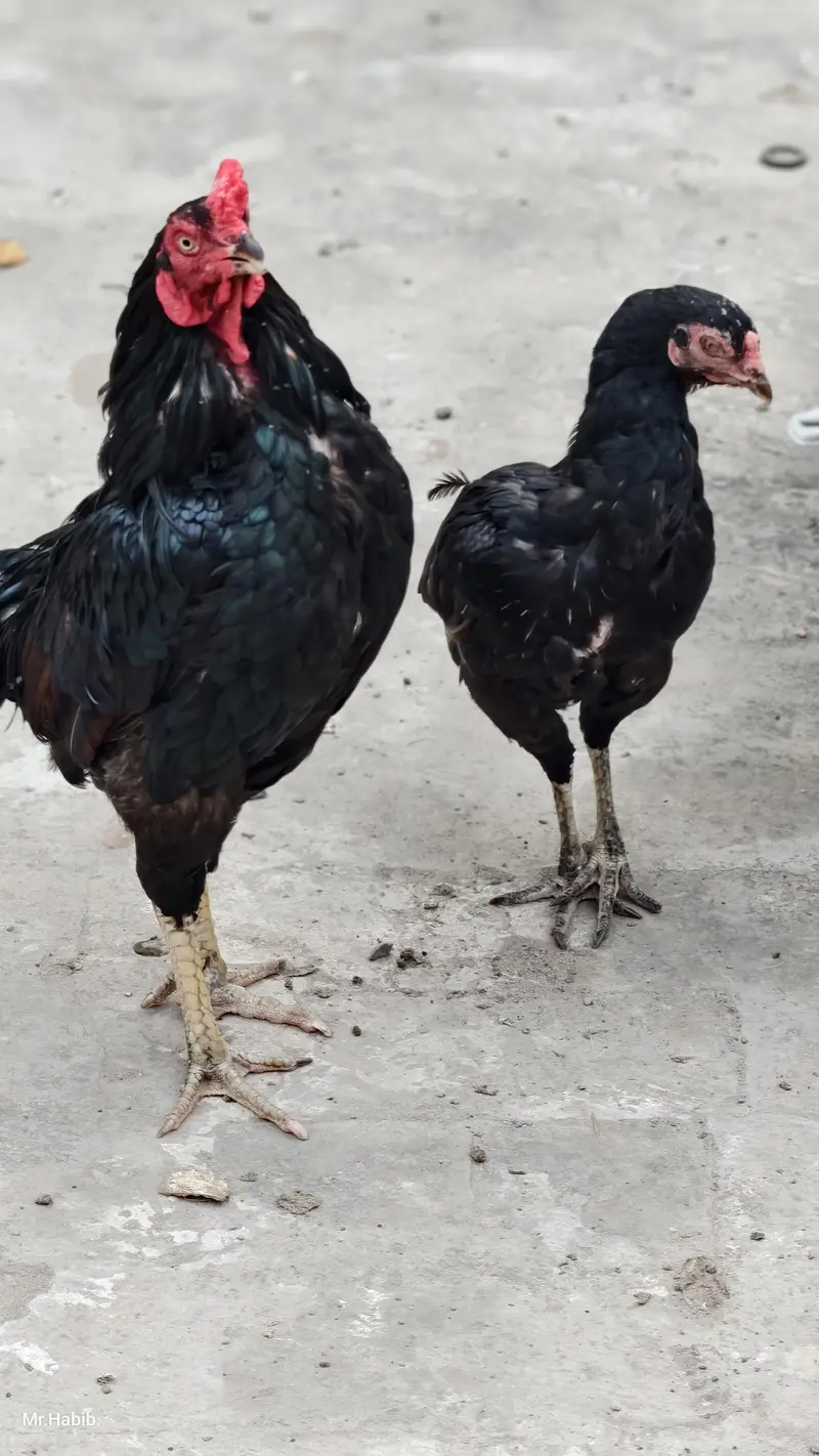 pure miawali home breed. . — photo 8