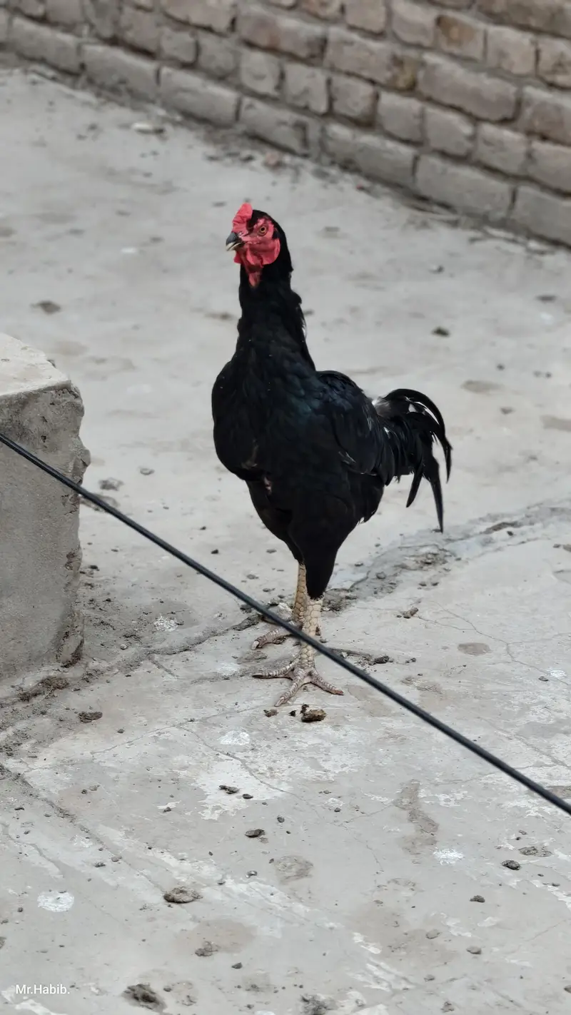 pure miawali home breed. . — photo 9