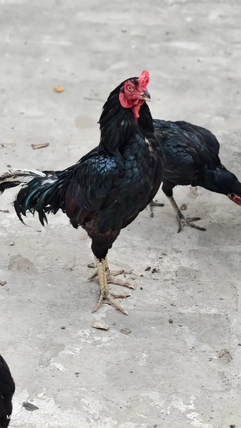 pure miawali home breed. . — photo 11