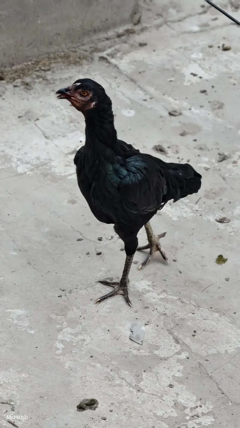 pure miawali home breed. . — photo 12