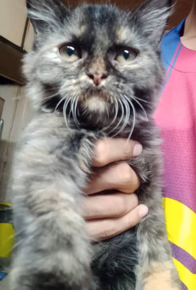 Persian cat