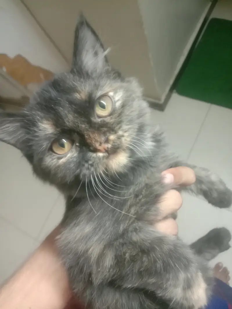 Persian cat — photo 2