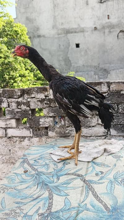 lassani aseel