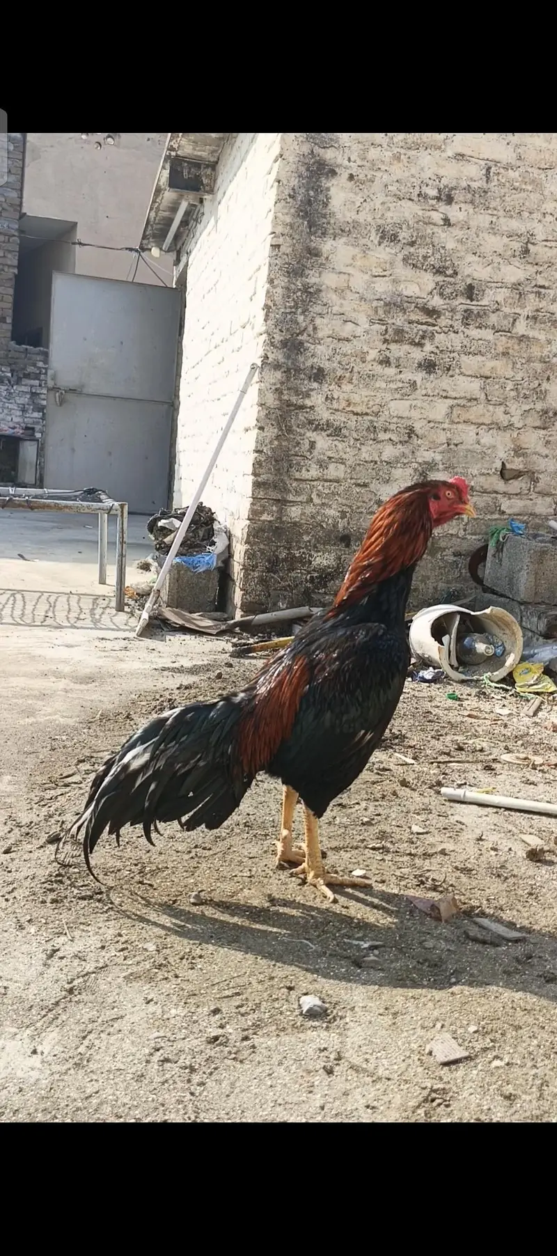lassani aseel — photo 2