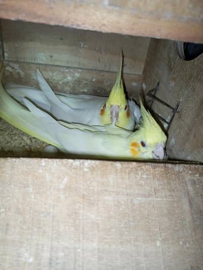 cocktail coman White red eyes breeder pair