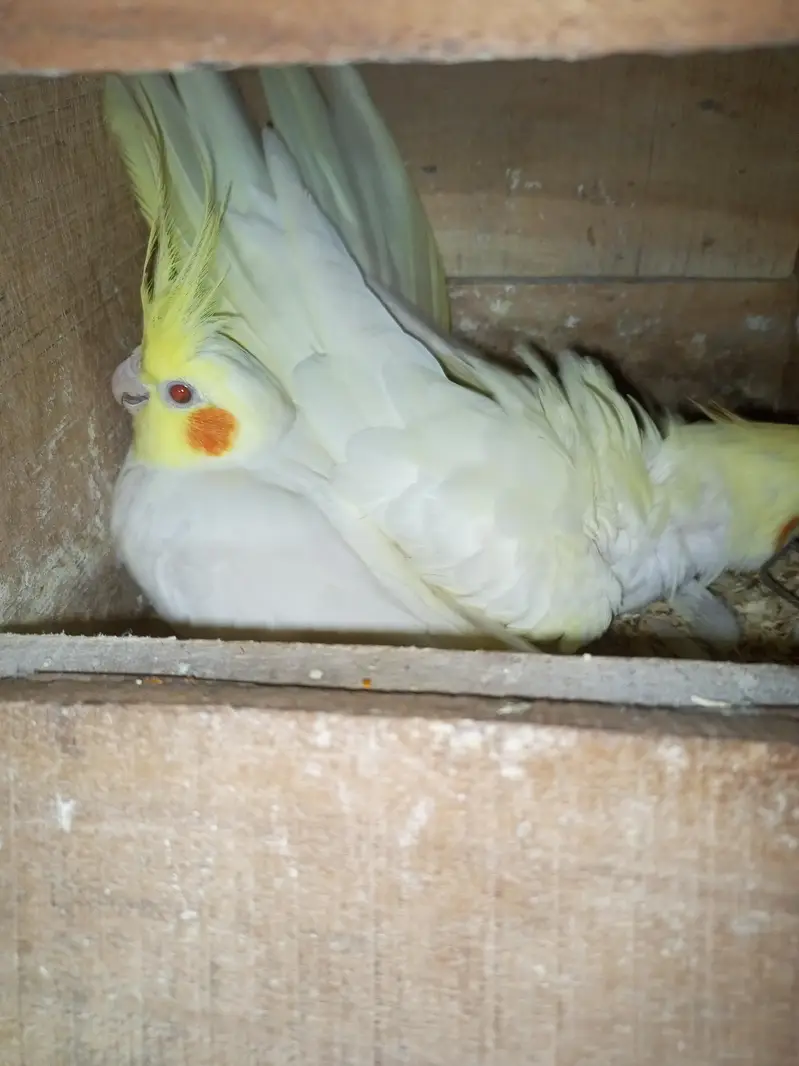 cocktail coman White red eyes breeder pair — photo 2