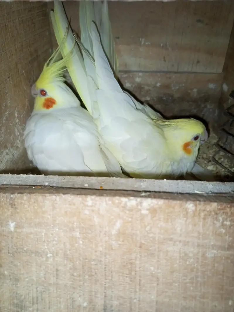 cocktail coman White red eyes breeder pair — photo 3