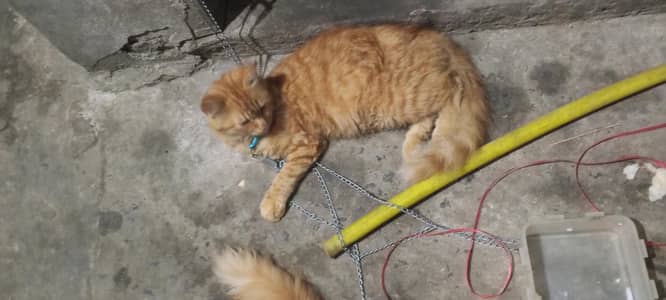 Persian cat brown eyes hay