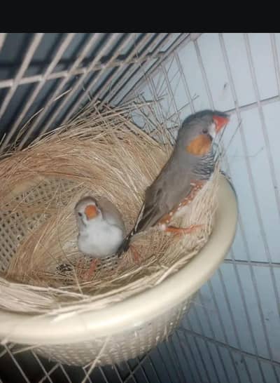love bird male . . . . zebra finches