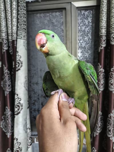 Raw parrot self hand  tame 03240045535