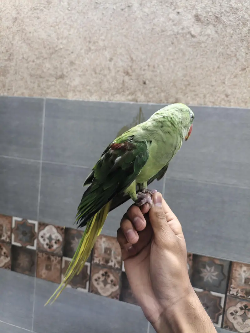 Raw parrot self hand  tame 03240045535 — photo 2