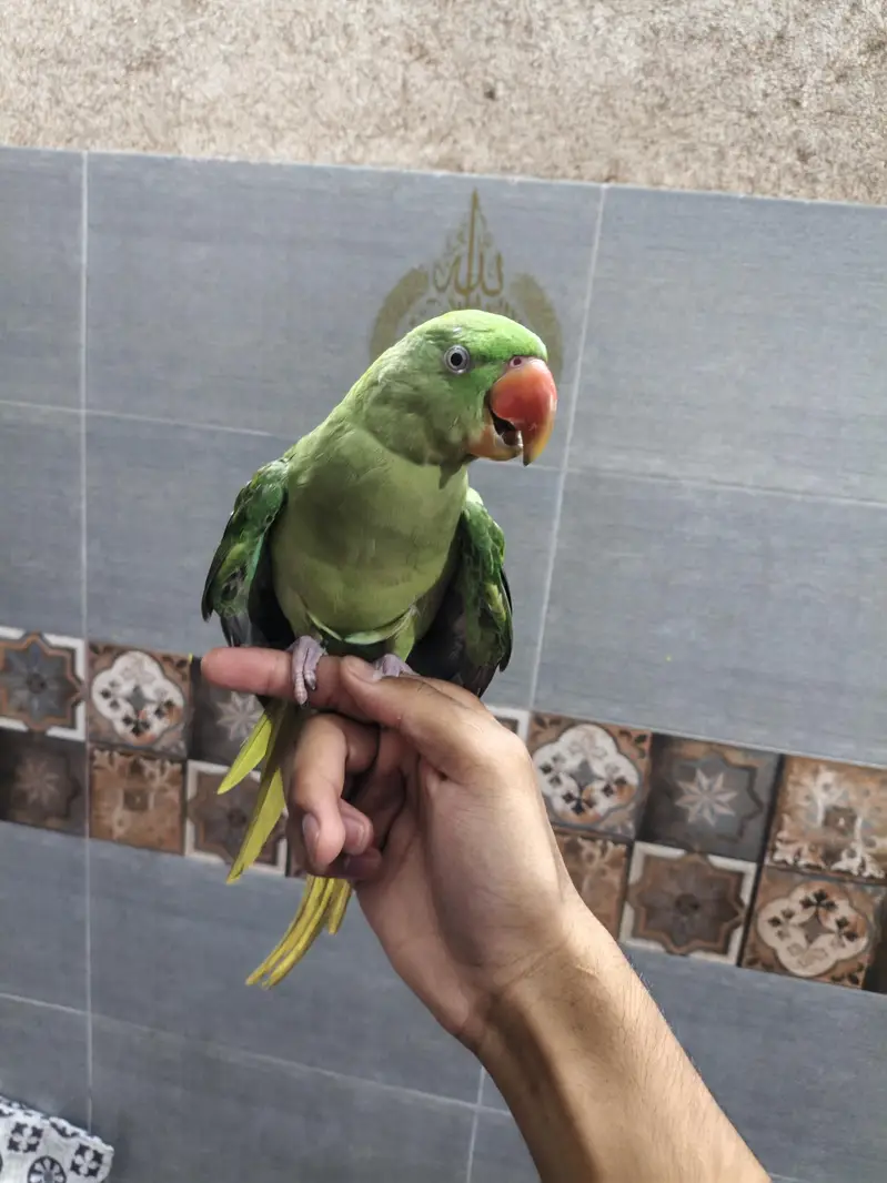 Raw parrot self hand  tame 03240045535 — photo 3