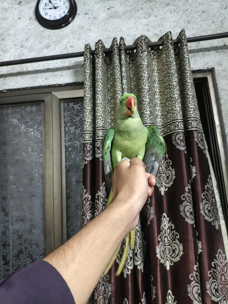 Raw parrot self hand  tame 03240045535 — photo 4