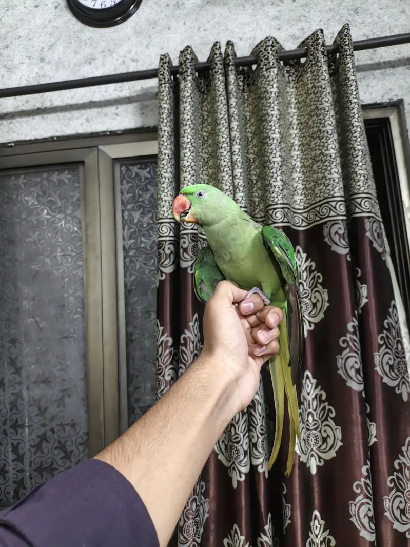 Raw parrot self hand  tame 03240045535 — photo 5