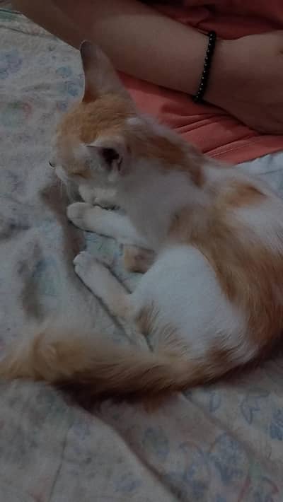 persion cat  baby fully trained and vaccinated