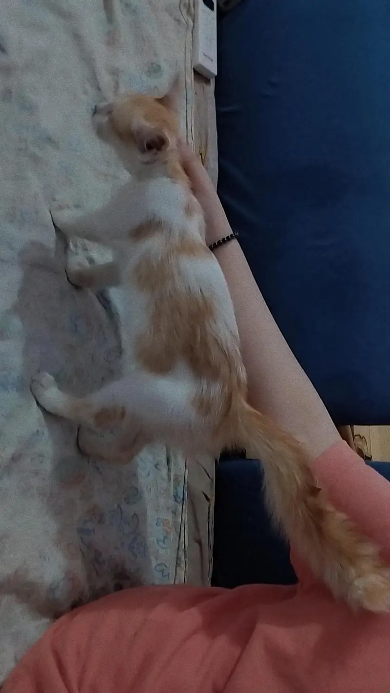 persion cat  baby fully trained and vaccinated — photo 2