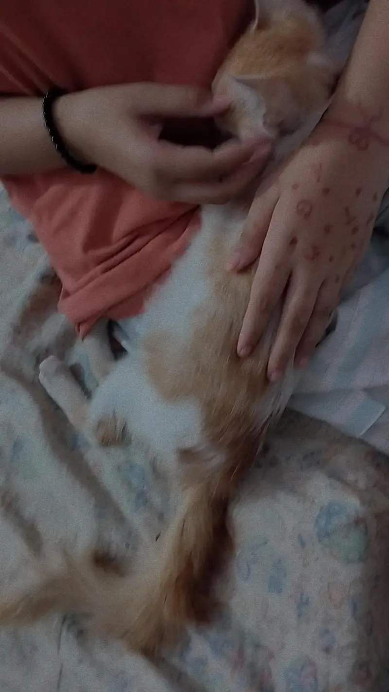 persion cat  baby fully trained and vaccinated — photo 3