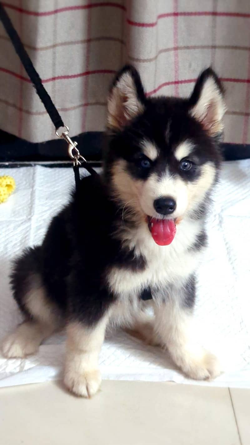 husky 0