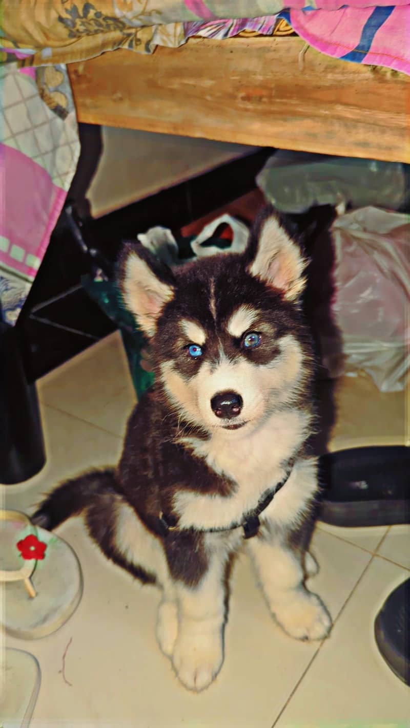 husky 1