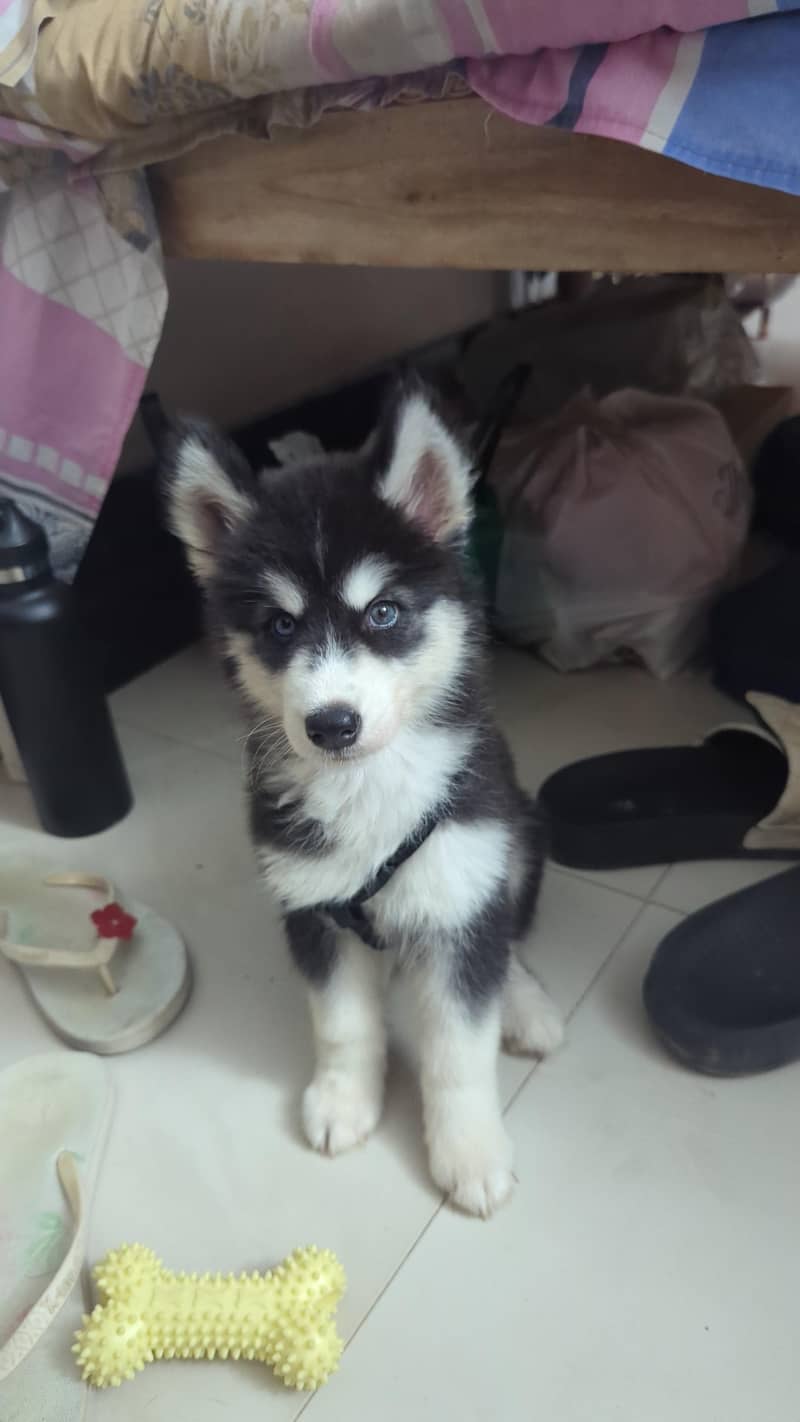 husky 2