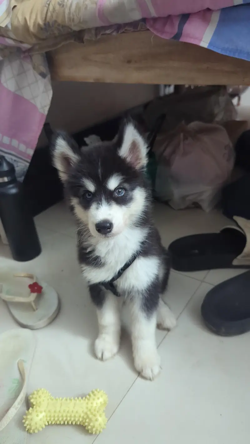 husky — photo 3