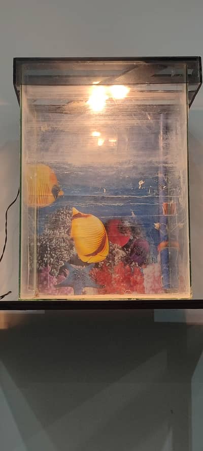 fish aquarium